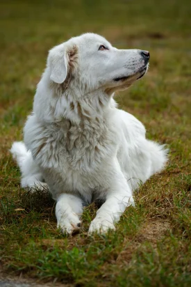 Protection dog – Vallée d’Aulps 2025