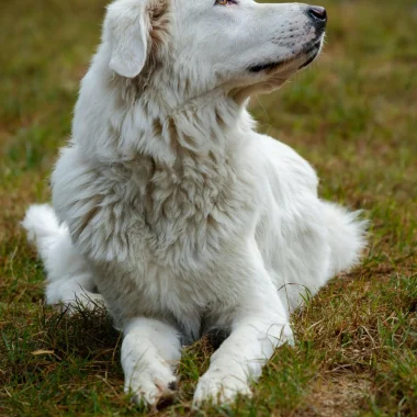 Protection dog – Vallée d’Aulps 2025