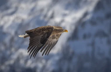 Wildlife under a blanket of snow