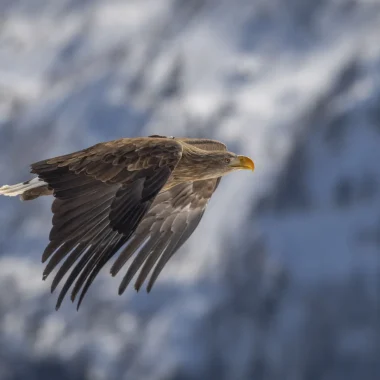 Wildlife under a blanket of snow