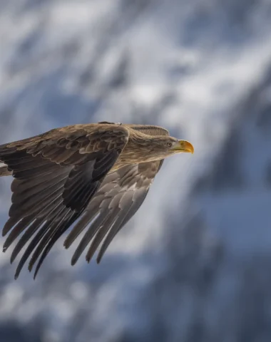 Wildlife under a blanket of snow