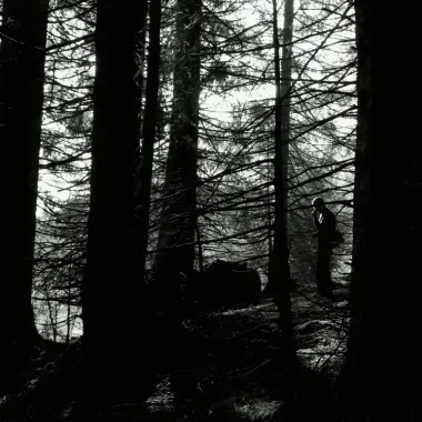 Autumn foraging in the forest