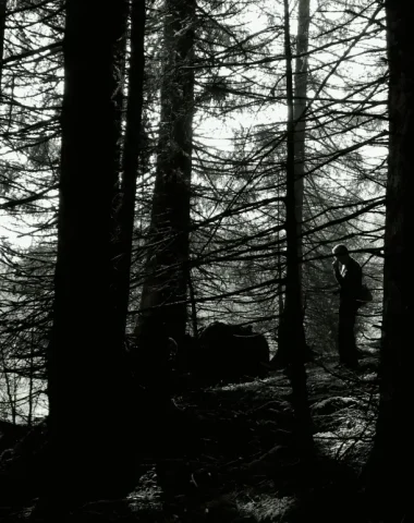 Autumn foraging in the forest