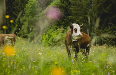 Morzine, at one with nature!