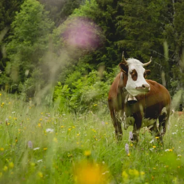 Morzine, at one with nature!