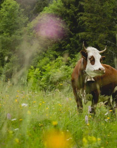 Morzine, at one with nature!