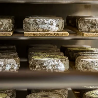 The Cheeses of Our Region